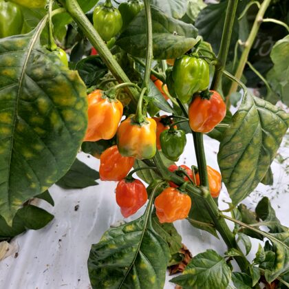 `Habanero red` čili