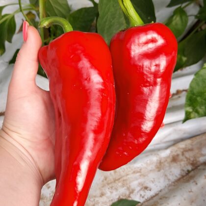 `Rafaela` sarkanā garenā paprika