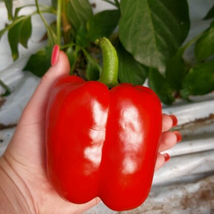 `Crusader` kubveida sarkanā paprika
