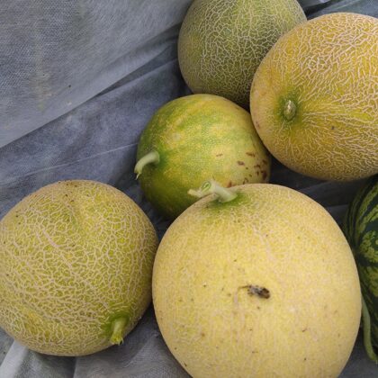 'Jucar' F1 šķirnes melones, 2022. gada septembris