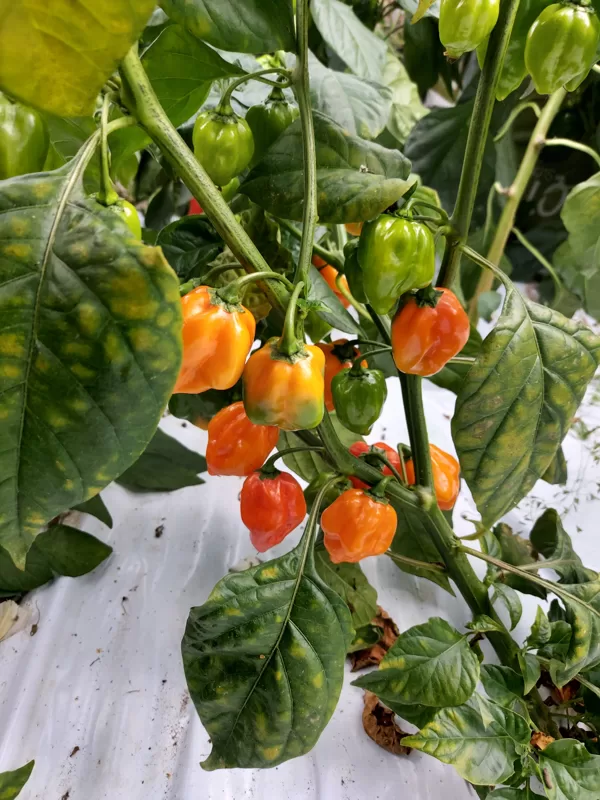 `Habanero red` čili