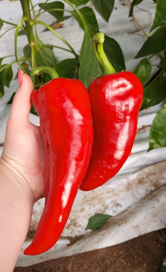 `Rafaela` sarkanā garenā paprika