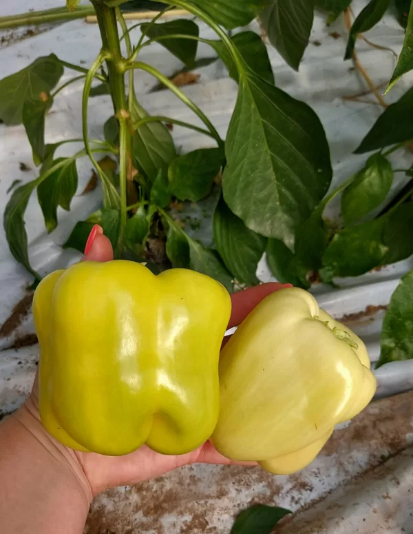 Dzeltenā kubveida paprika