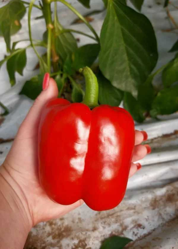 `Crusader` kubveida sarkanā paprika