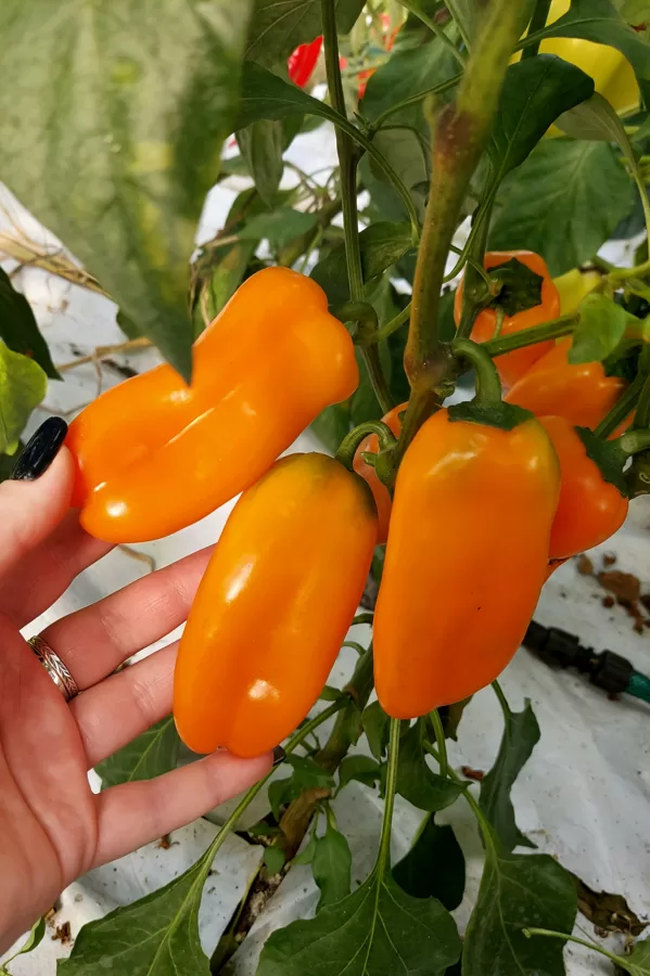 `Hamik` mini oranžās uzkodu paprikas