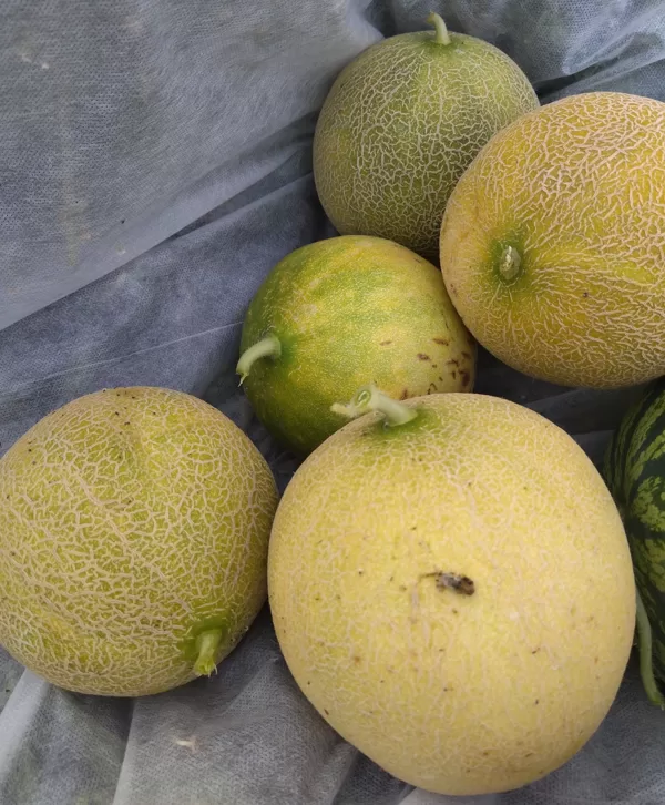 'Jucar' F1 šķirnes melones, 2022. gada septembris